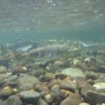 Guided Fishing Adventures