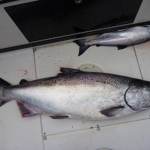 Salmon Fishing Adventures