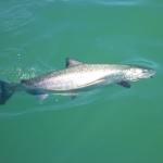 Campbell River Salmon Fishing