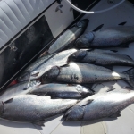 Campbell River Salmon Fishing
