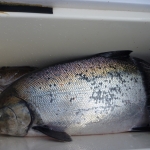 Salmon Fishing Adventures