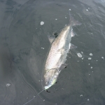 Campbell River Salmon Fishing