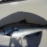 Salmon Fishing Adventures