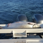 Guided Salmon Fishing in Campbell River