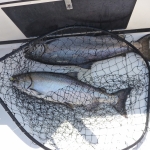 Salmon Fishing Adventures