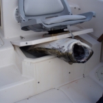 Gold River Halibut fishing