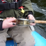 Gold River Steelhead fishing