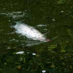 Campbell River freshwater fishing  for salmon image001 (25).jpg