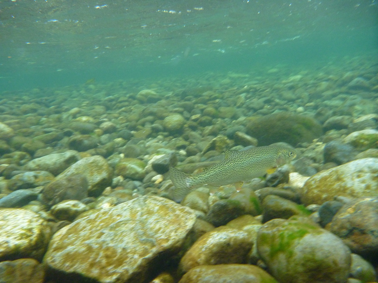 Quinsam River Salmon Hatchery.jpg