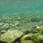Quinsam River Salmon Hatchery.jpg
