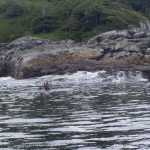 Sealion in campbell river image001 (66).jpg