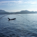 Whale watching Campbell river image001 (83).jpg