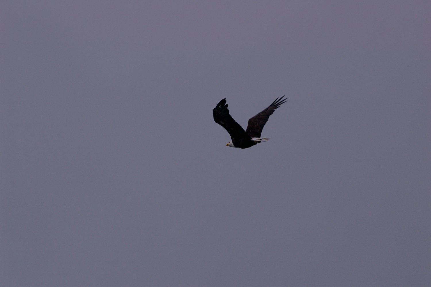 Eagles in campbell river image001 (47).jpg