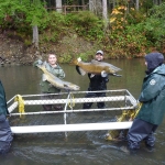 Campbell River Salmon Fishery.jpg