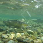 Salmon Enhancement.jpg