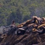 Wildlife Campbell River BC image001 (46).jpg