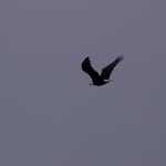 Eagles in campbell river image001 (47).jpg