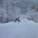 Elk in Gold River image001 (57).jpg